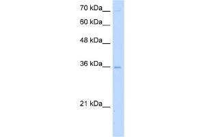 anti-Primase, DNA, Polypeptide 2 (58kDa) (PRIM2) (Middle Region) antibody