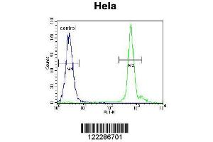 Image no. 1 for anti-EMG1 Nucleolar Protein Homolog (EMG1) (AA 104-133) antibody (ABIN655081)