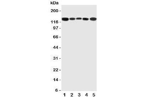 Image no. 2 for anti-Regulator of G-Protein Signaling 3 (RGS3) (C-Term) antibody (ABIN3032455)