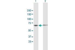 Western Blot analysis of EEPD1 expression in transfected 293T cell line by EEPD1 MaxPab polyclonal antibody.