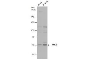 Image no. 2 for anti-Flavin Containing Monooxygenase 3 (FMO3) (Internal Region) antibody (ABIN2855649)