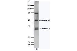 Caspase 9 Antikörper  (AA 11-120)