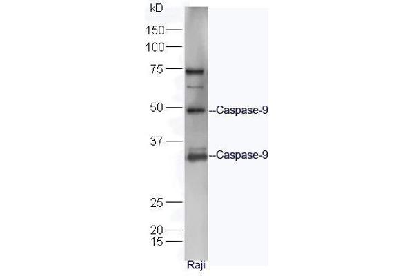 Caspase 9 Antikörper  (AA 11-120)