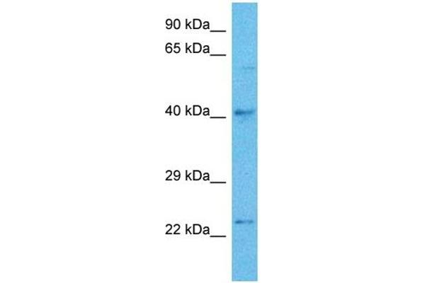 TFAP2C Antikörper  (Middle Region)