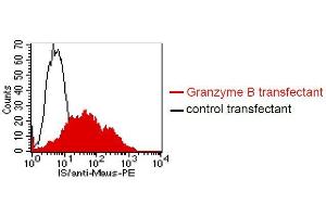 Image no. 5 for anti-Granzyme B (GZMB) antibody (ABIN108719)