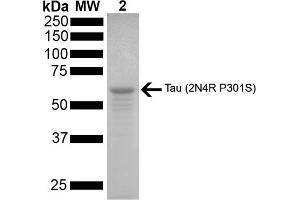 SDS-PAGE (SDS) image for tau Protein (full length), (Pro301Ser-Mutant) (Active) protein (ABIN6929391)