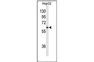 Image no. 1 for anti-Solute Carrier Organic Anion Transporter Family, Member 1B1 (SLCO1B1) (AA 273-302), (Middle Region) antibody (ABIN954831)