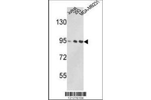 Image no. 1 for anti-Valosin Containing Protein (VCP) (AA 726-755), (C-Term) antibody (ABIN390907)