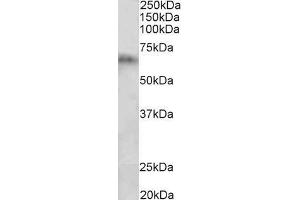 Image no. 1 for anti-Cytochrome P450, Family 2, Subfamily D, Polypeptide 5 (CYP2D5) (Internal Region) antibody (ABIN870637)