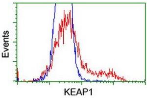 Image no. 5 for anti-Kelch-Like ECH-Associated Protein 1 (KEAP1) antibody (ABIN1499016)