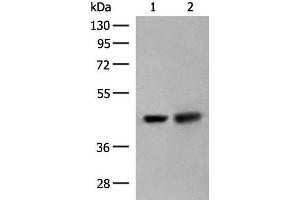 ORC4 antibody
