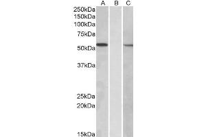 Image no. 1 for anti-Mannosyl (Alpha-1,3-)-Glycoprotein beta-1,2-N-Acetylglucosaminyltransferase (MGAT1) (Internal Region) antibody (ABIN571229)
