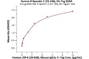 Immobilized Human R-Spondin 1 (21-146), His Tag (ABIN2181686,ABIN2181685) at 5 μg/mL (100 μL/well) can bind Human LRP-6 (20-630), Mouse IgG2a Fc Tag (ABIN6923175,ABIN6938849) with a linear range of 0.