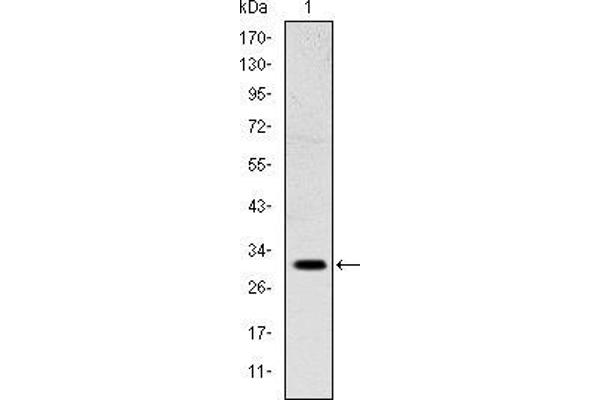 MSX1 antibody
