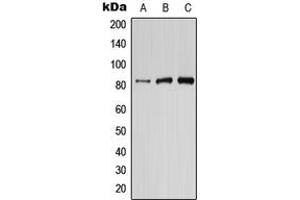 Image no. 1 for anti-Phosphoinositide-3-Kinase, Regulatory Subunit 6 (PIK3R6) (Center) antibody (ABIN2706812)