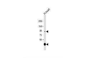 Image no. 3 for anti-Lysyl Oxidase-Like 3 (LOXL3) (AA 715-744), (C-Term) antibody (ABIN656764)
