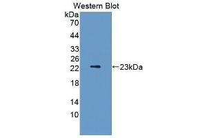 Image no. 1 for anti-Fibroblast Growth Factor 13 (FGF13) (AA 1-192) antibody (ABIN1858866)