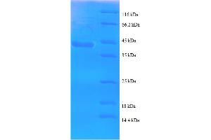 SPA17 Protein (AA 1-146, partial) (GST tag)