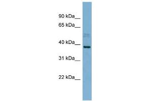 MARCH8 antibody  (N-Term)