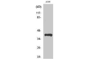 Image no. 1 for anti-Peroxisomal Biogenesis Factor 14 (PEX14) (Internal Region) antibody (ABIN3186402)
