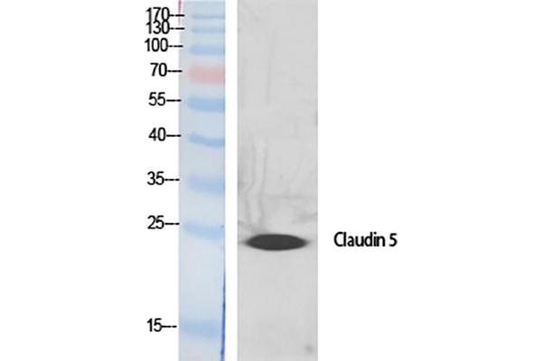Claudin 5 antibody  (AA 140-220)