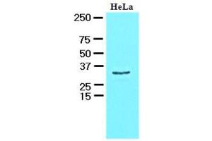 Image no. 1 for anti-HCLS1 Associated Protein X-1 (HAX1) (AA 1-279), (N-Term) antibody (ABIN400856)