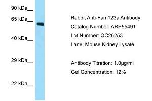Image no. 1 for anti-APC Membrane Recruitment Protein 2 (AMER2) (N-Term) antibody (ABIN2786237)
