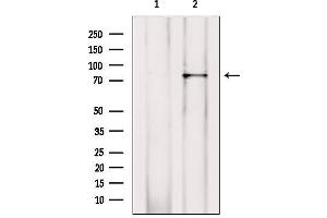 Image no. 4 for anti-RalA Binding Protein 1 (RALBP1) (N-Term) antibody (ABIN6264626)