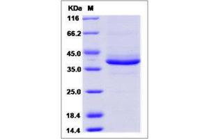 Image no. 1 for serine Peptidase Inhibitor, Kazal Type 2 (Acrosin-Trypsin Inhibitor) (SPINK2) (AA 1-84) protein (Fc Tag) (ABIN2216072)