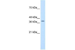 Image no. 2 for anti-Transcription Factor B2, Mitochondrial (TFB2M) (N-Term) antibody (ABIN2775816)