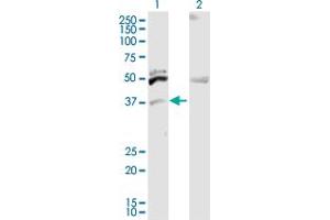 Image no. 2 for anti-Integral Membrane Protein 2B (ITM2B) (AA 1-266) antibody (ABIN522900)
