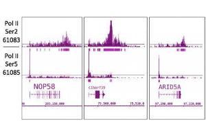 RNA pol II CTD phospho Ser5 antibody (mAb) tested by ChIP-Seq.