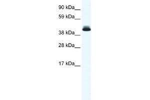 Image no. 1 for anti-Peroxisome Proliferator-Activated Receptor delta (PPARD) (N-Term) antibody (ABIN2780303)
