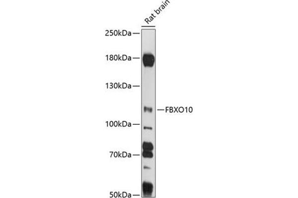 FBXO10 Antikörper  (AA 1-180)