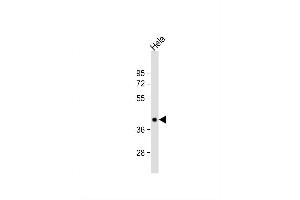 Image no. 4 for anti-PDZ Binding Kinase (PBK) (AA 286-317), (C-Term) antibody (ABIN391245)