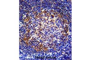 Image no. 2 for anti-Paired Box 5 (PAX5) (AA 185-215), (Middle Region) antibody (ABIN954009)