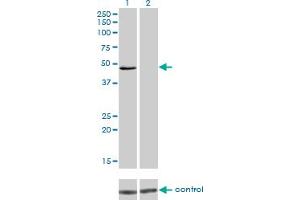Image no. 5 for anti-Interferon Regulatory Factor 4 (IRF4) (AA 342-451) antibody (ABIN561526)