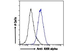 Image no. 1 for anti-Retinoid X Receptor, alpha (RXRA) (Internal Region) antibody (ABIN185295)