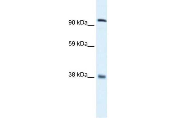 MECOM antibody  (C-Term)