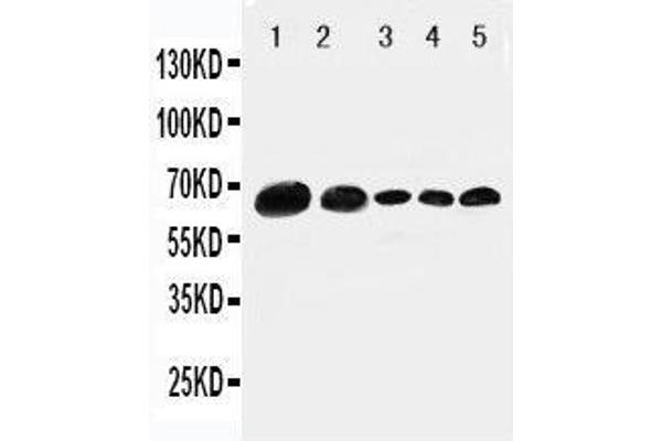 anti-Paxillin (PXN) (AA 456-472), (C-Term) antibody