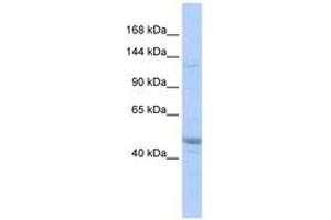 Image no. 1 for anti-KIAA0319L (KIAA0319L) (AA 575-624) antibody (ABIN6743532)