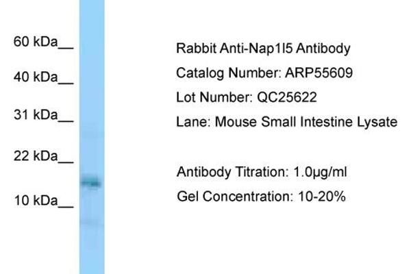 NAP1L5 Antikörper  (Middle Region)
