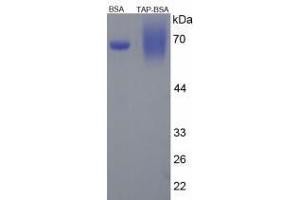 Image no. 1 for Trypsinogen Activation Peptide peptide (BSA) (ABIN5666012)