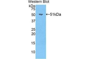 Image no. 1 for anti-Noggin (NOG) (AA 116-232) antibody (ABIN1860019)