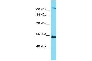 Image no. 1 for anti-Neogenin 1 (NEO1) (N-Term) antibody (ABIN2779877)