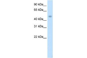 Image no. 1 for anti-Jumonji Domain Containing 6 (JMJD6) (C-Term) antibody (ABIN925918)