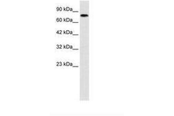 Zinc Finger with KRAB and SCAN Domains 7 (ZKSCAN7) (N-Term) antibody