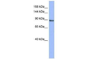 Image no. 1 for anti-Promyelocytic Leukemia (PML) (Middle Region) antibody (ABIN2778427)