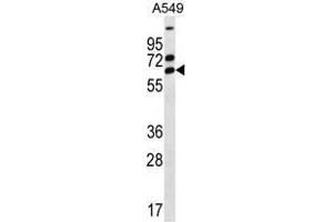 Image no. 1 for anti-Zinc Finger Protein 835 (ZNF835) (AA 25-56), (N-Term) antibody (ABIN955745)