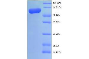 SDS-PAGE (SDS) image for Interleukin 12 beta (IL12B) (AA 23-328), (full length) protein (GST tag) (ABIN1047232)